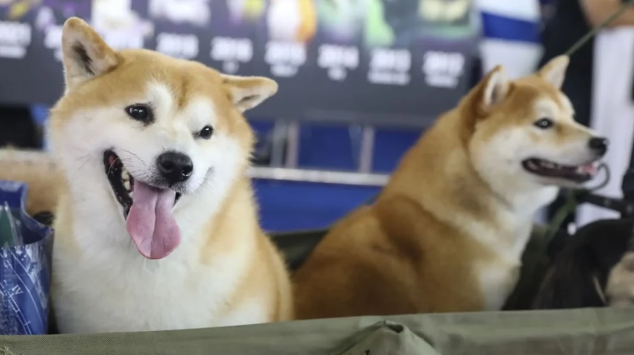 比特币超越白银后,狗狗币还能涨到多远?